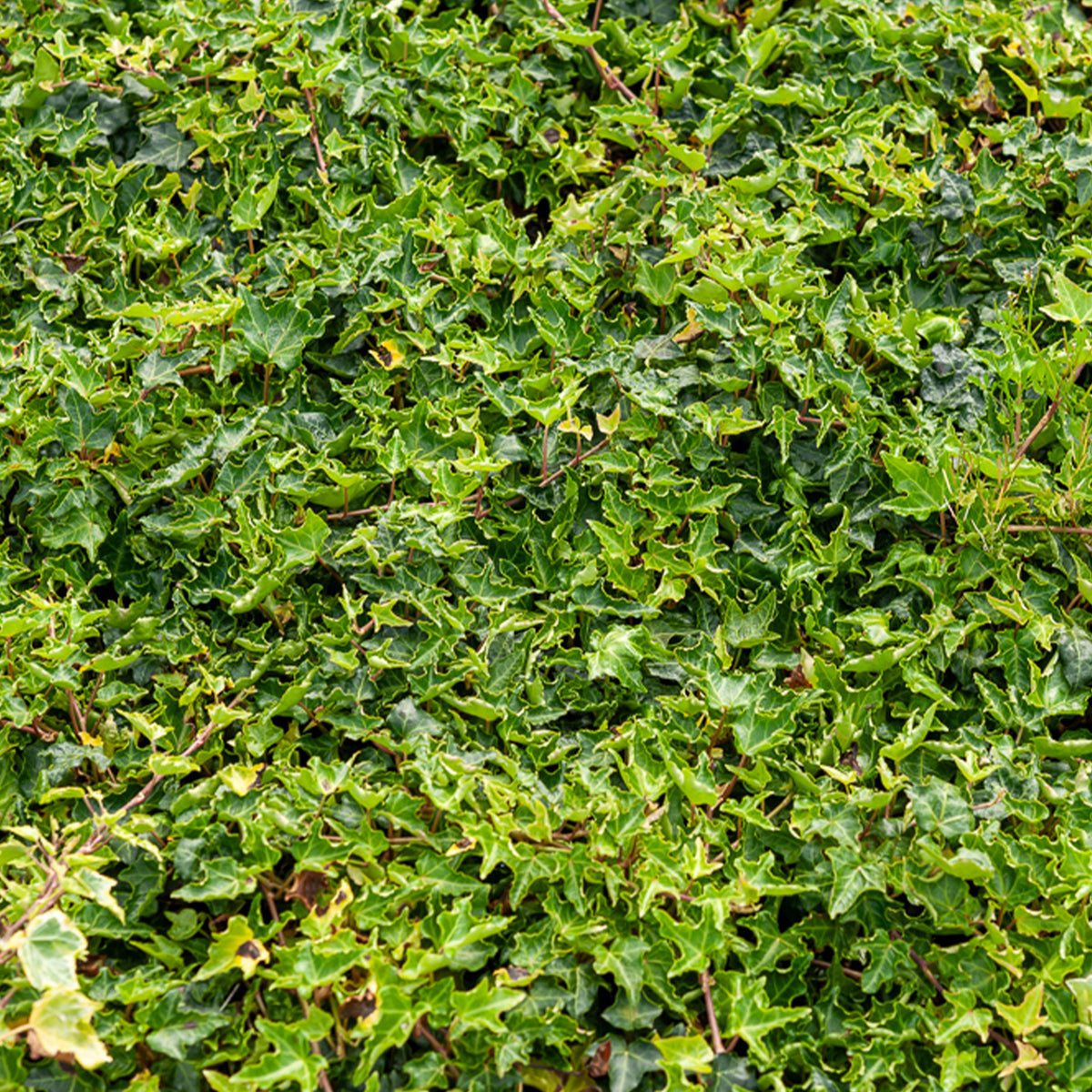 Efeu Ivalace - Willemse