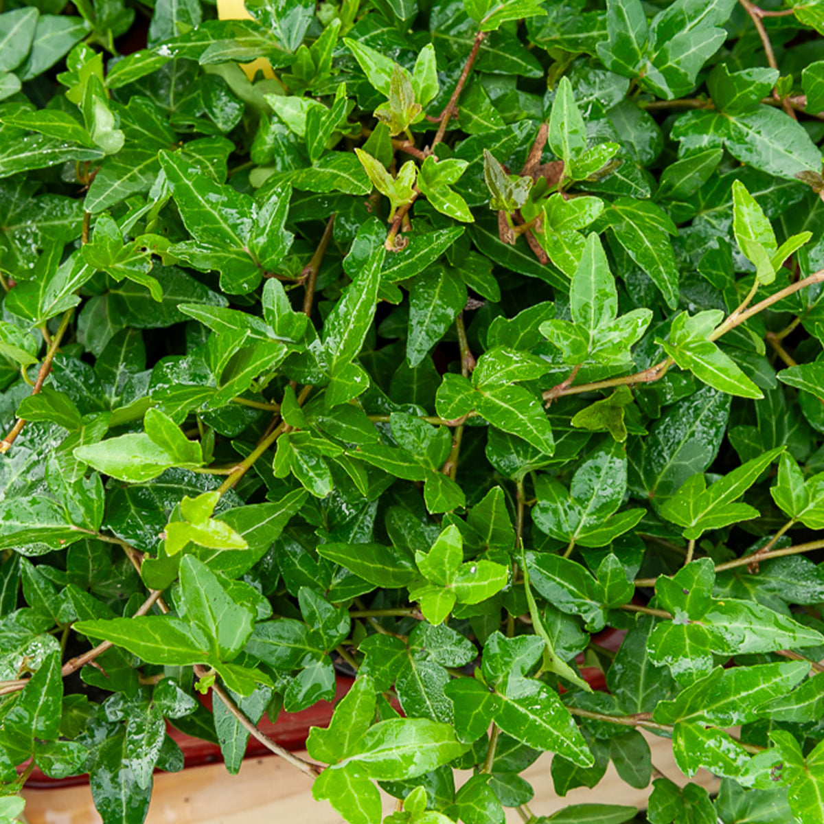 Efeu Shamrock - Hedera helix Shamrock - Willemse