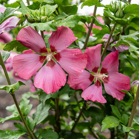 Hibiskus Woodbridge - Willemse