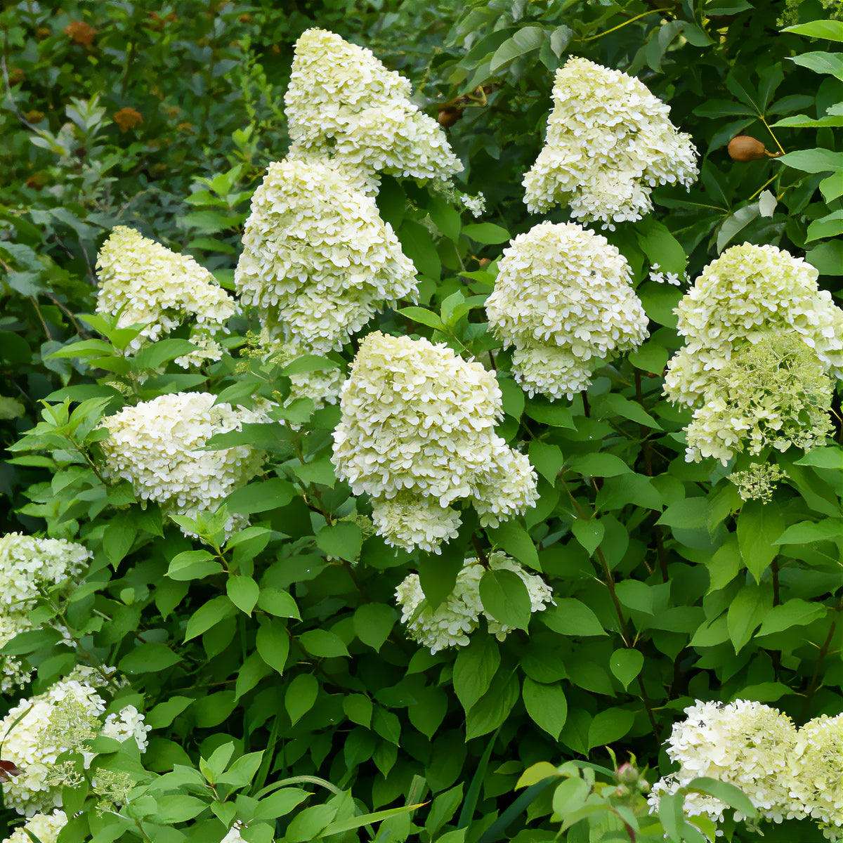 Rispen-Hortensie Limelight® - Hydrangea paniculata Limelight ® - Willemse