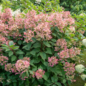 Rispenhortensie ‘Wims Red’ - Hydrangea paniculata Wims red - Willemse