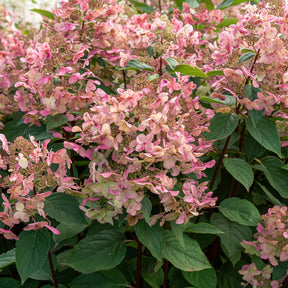 Rispenhortensie ‘Wims Red’ - Willemse