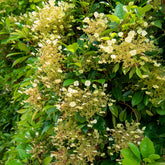 Immergrüne Kletter-Hortensie - Hydrangea seemanii - Willemse