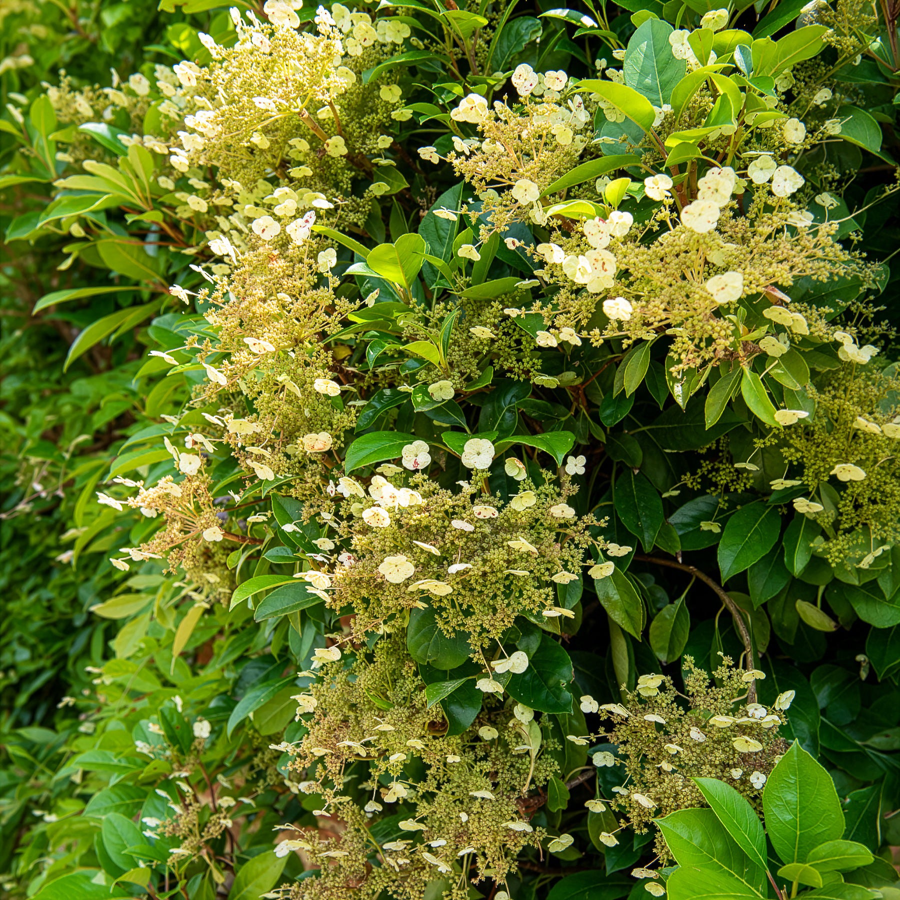 Immergrüne Kletter-Hortensie - Hydrangea seemanii - Willemse