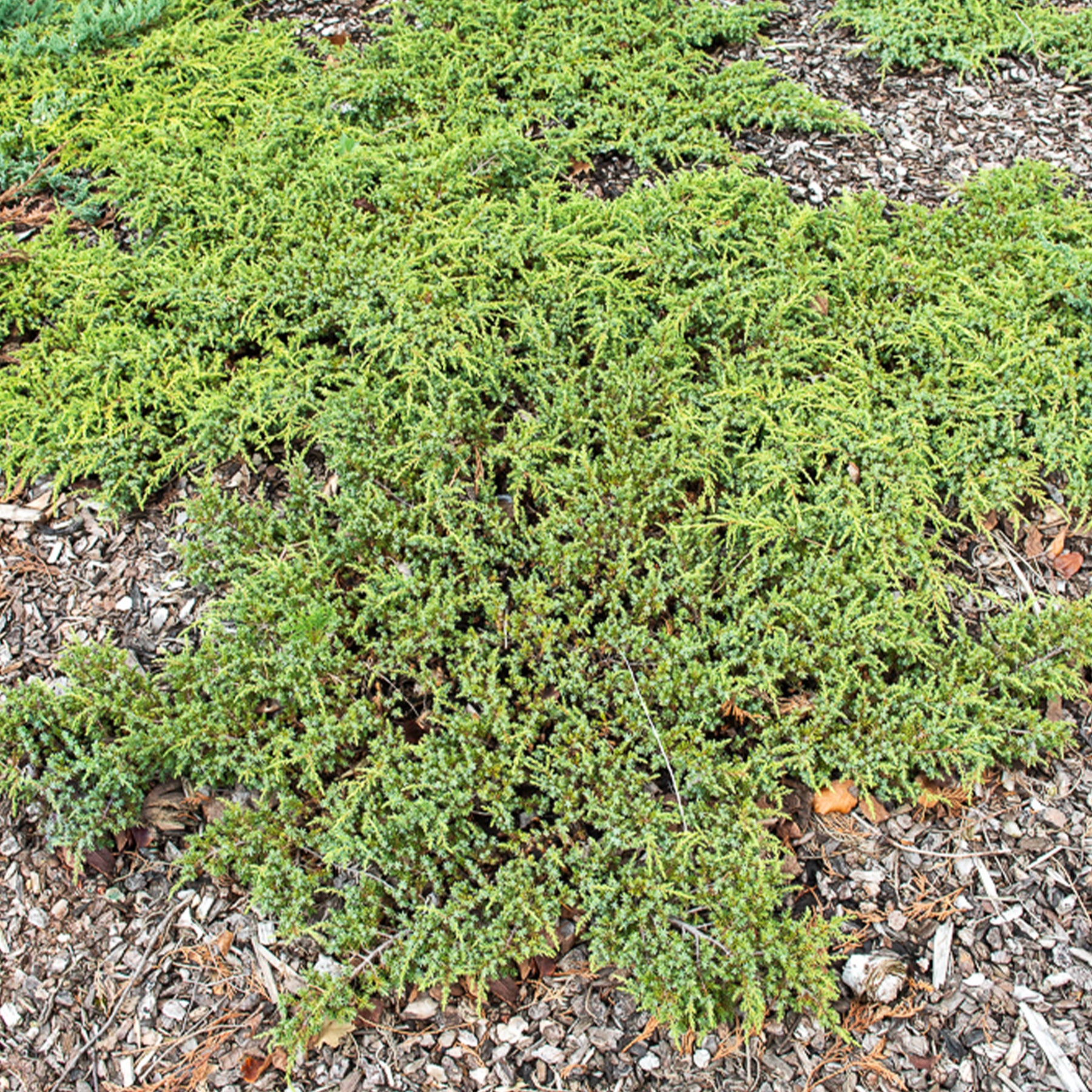 Gemeiner Wacholder Green Carpet - Juniperus communis Green Carpet - Willemse
