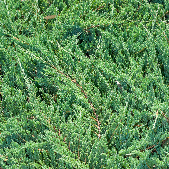 Kriech-Wacholder Blue Chip - Willemse