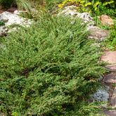 Kriech-Wacholder Wiltonii - Willemse