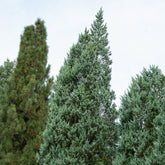 Felsen-Wacholder ‘Moonglow’ - Juniperus scopulorum Moonglow - Willemse