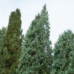 Felsen-Wacholder ‘Moonglow’ - Juniperus scopulorum Moonglow - Willemse