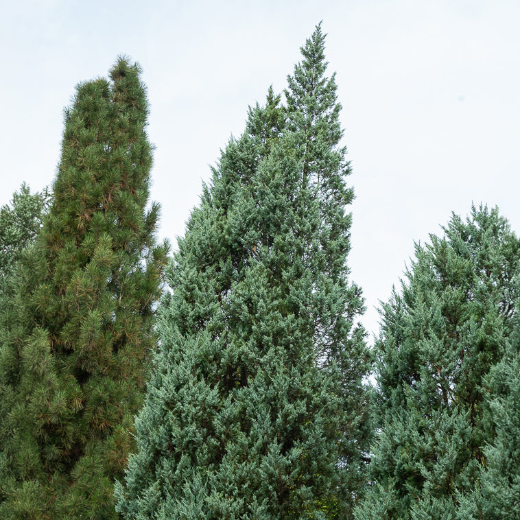 Berg-Wacholder Moonglow - Juniperus scopulorum Moonglow - Willemse