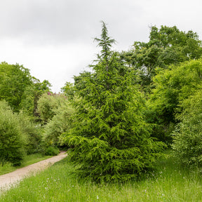 Europäische Lärche - Larix decidua - Willemse