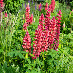 Lupine ‘My Castle’ - Lupinus My Castle - Willemse