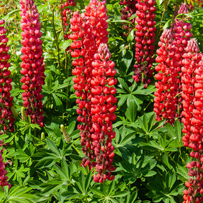 Lupine ‘My Castle’ - Willemse