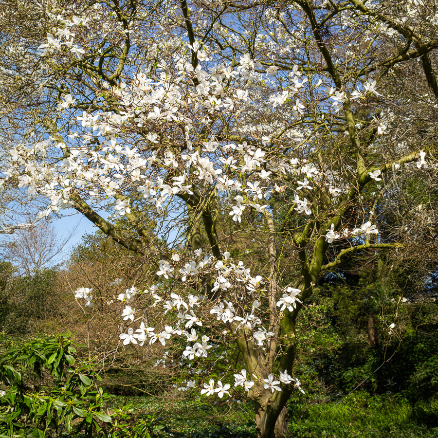 Kobushi-Magnolie - Magnolia kobus - Willemse