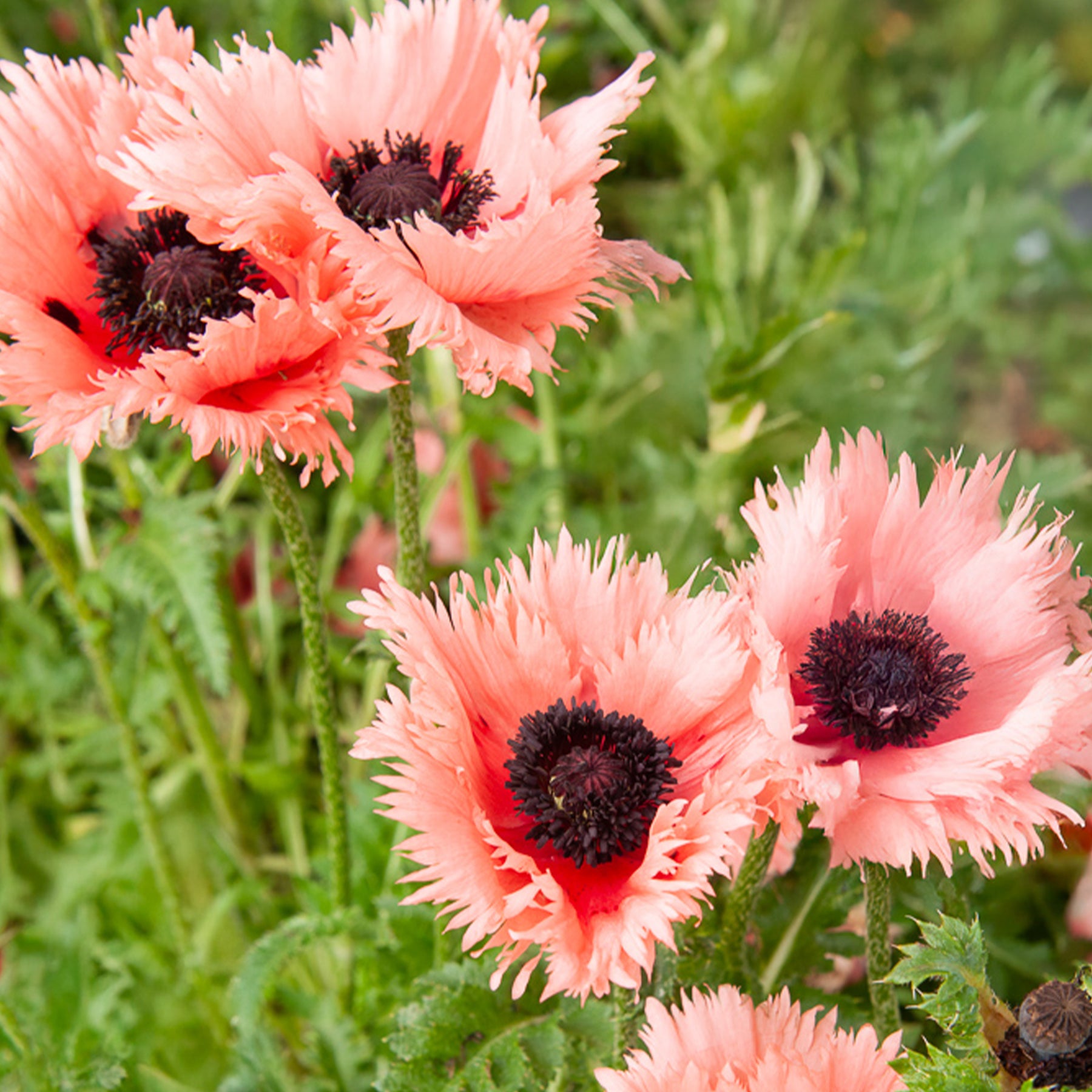 Orientalischer Mohn Forncett Summer - Papaver orientale Forncett Summer - Willemse
