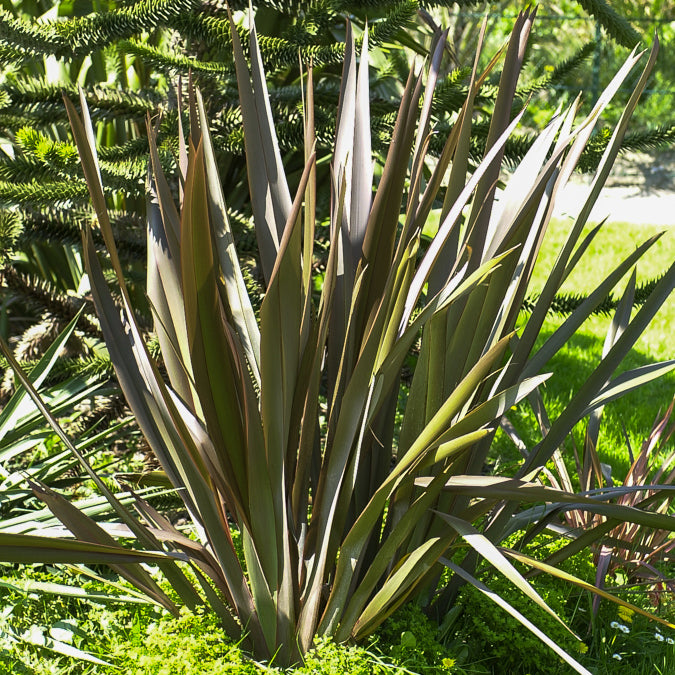 Neuseeländischer Flachs Bronze Baby - Phormium cookianum Bronze Baby - Willemse
