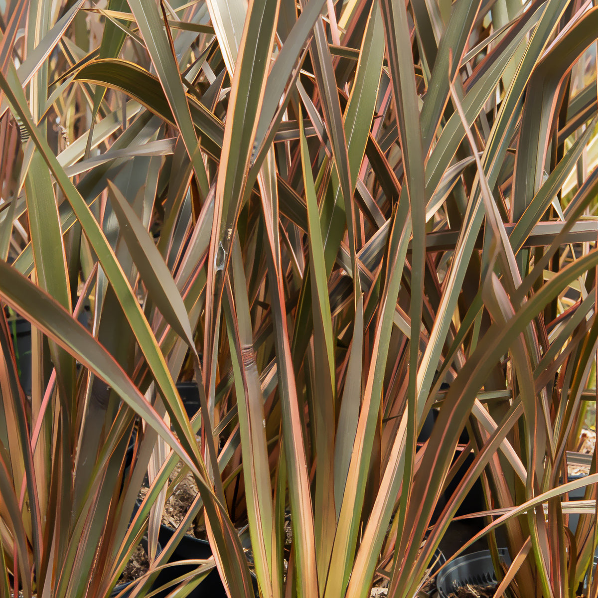 Phormium tenax Rainbow Queen - Neuseeländischer Flachs Rainbow Queen - Neuseeländischer Flachs - Phormium