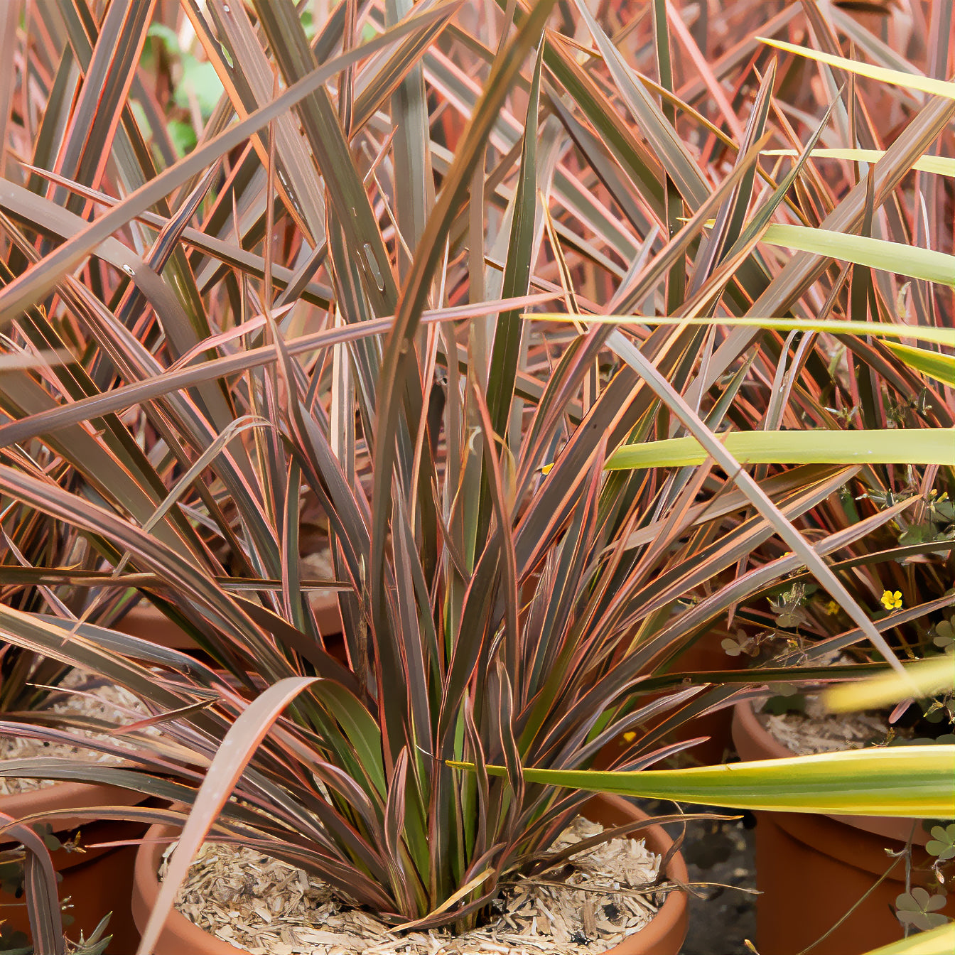 Neuseeländischer Flachs Rainbow Queen - Phormium tenax Rainbow Queen - Willemse