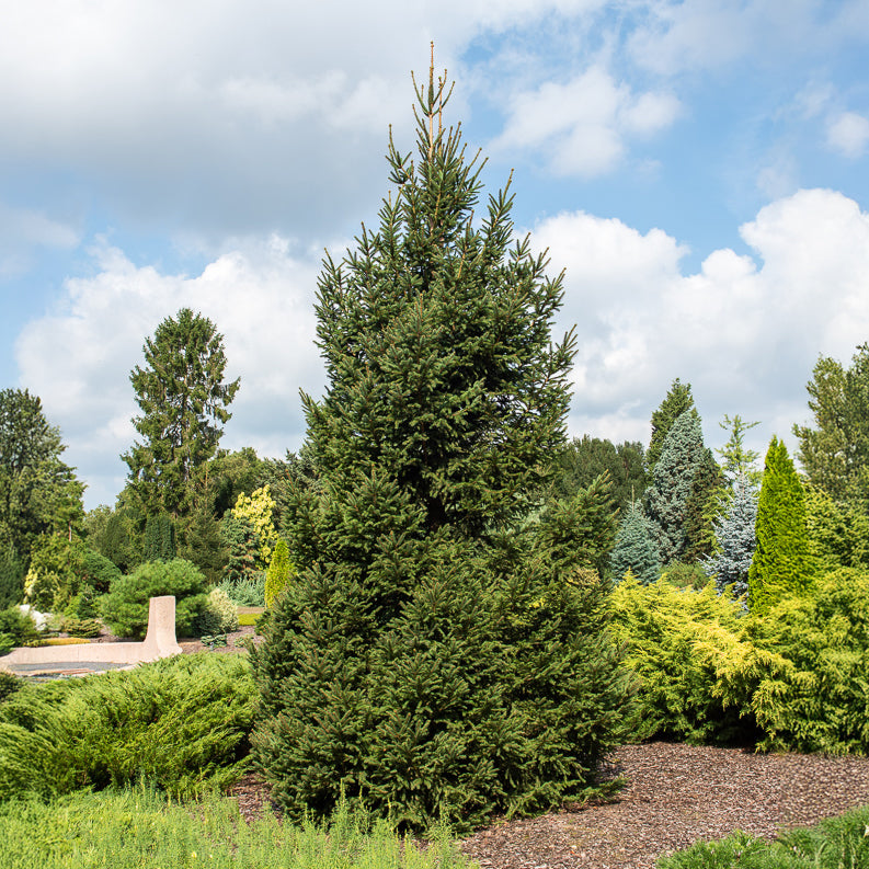 Gewöhnliche Fichte - Willemse