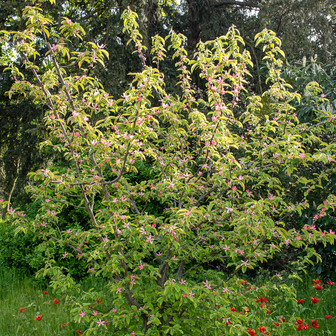 Chinesischer Quittenbaum - Pseudocydonia sinensis - Willemse