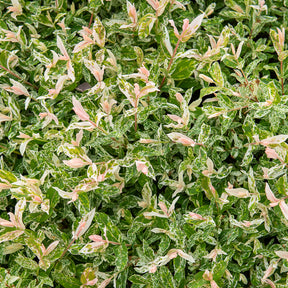 Salix integra Flamingo - Harlekinweide auf Stamm - Flamingo - Weide