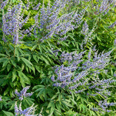 Großblättriger Mönchspfeffer - Vitex agnus-castus Latifolia - Willemse