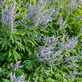 Großblättriger Mönchspfeffer - Vitex agnus-castus Latifolia - Willemse