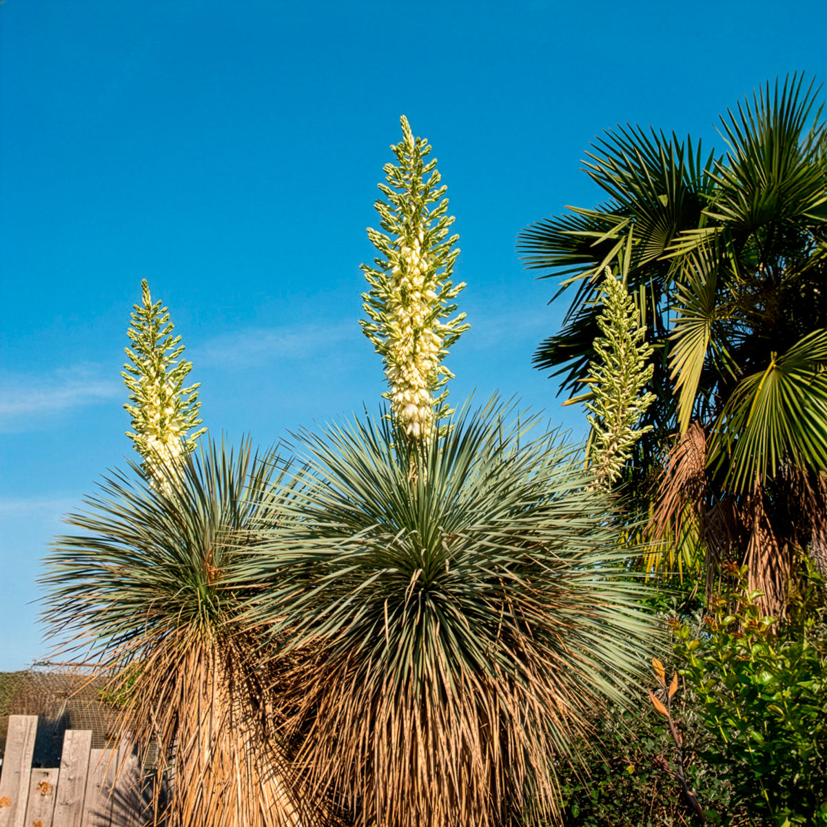 Blauer Yucca - Yucca rostrata - Willemse