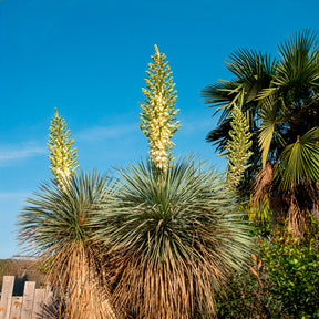 Palmlilie ‘Yucca rostrata’ - Yucca rostrata - Willemse