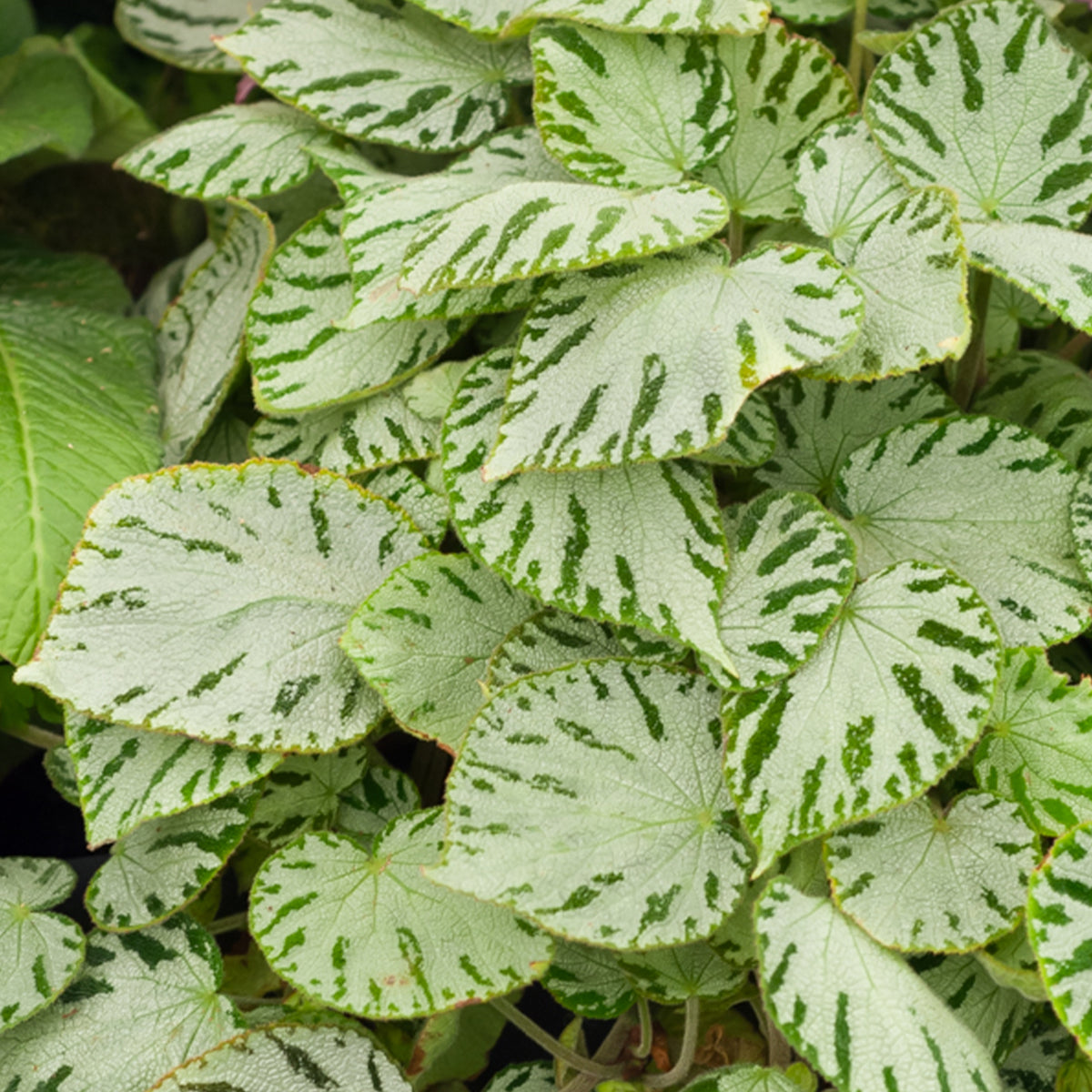 Begonia rex Silver Jewel - Begonia 'Silver Jewel' - Kleine Zimmerpflanzen