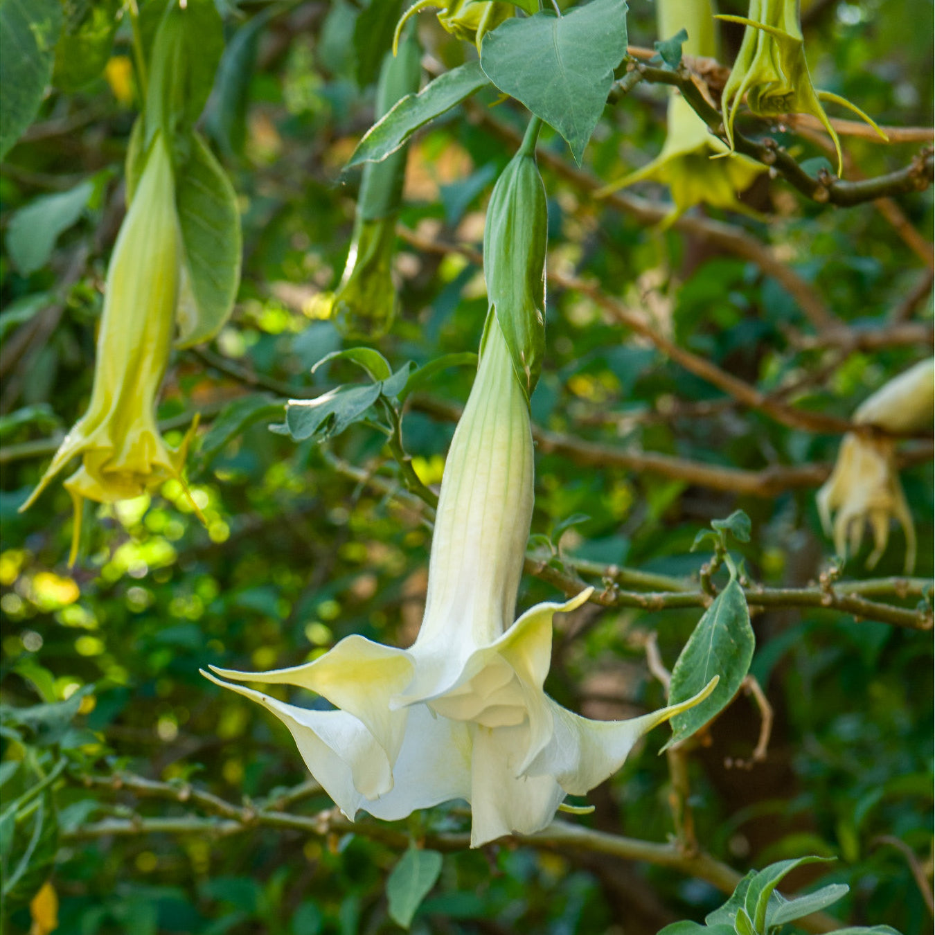 Brugmensia - Brugmansia arborea - Willemse