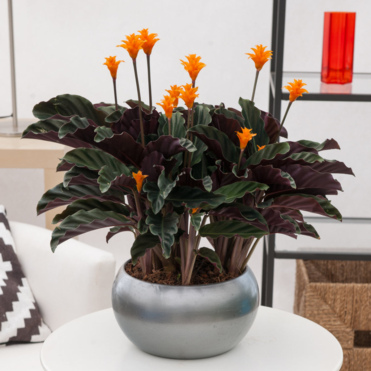 Safran-Korbmarante - Calathea crocata - Willemse