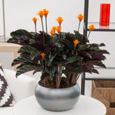 Safran-Korbmarante - Calathea crocata - Willemse