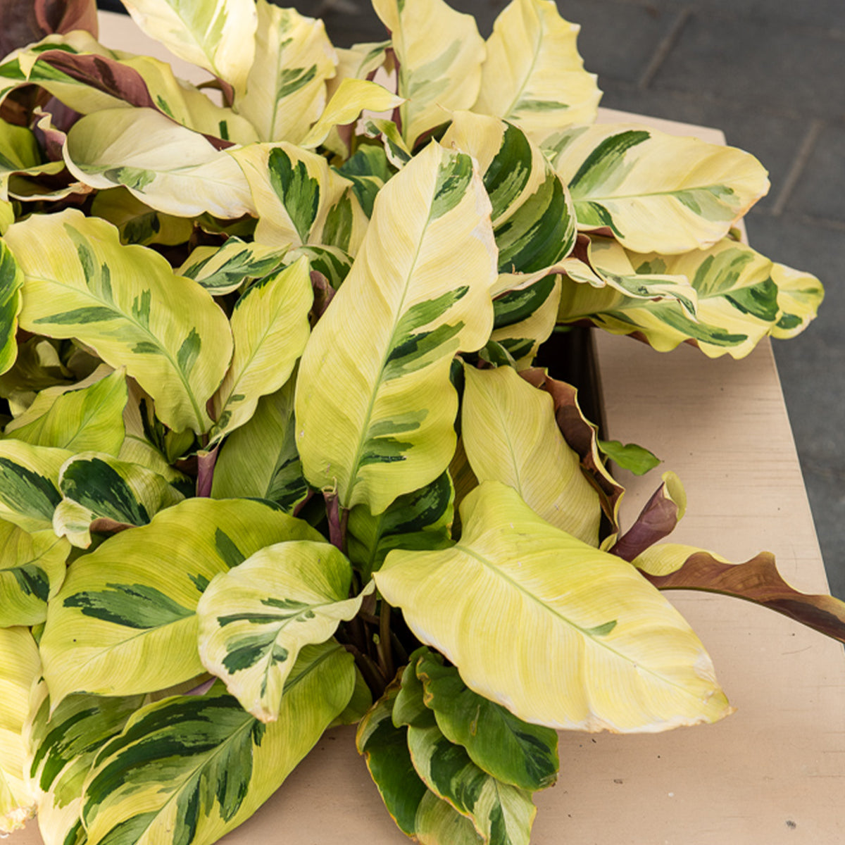 Calathea fusion Yellow/ Pfauenpflanze - Calathea lietzei Yellow Fusion - Willemse