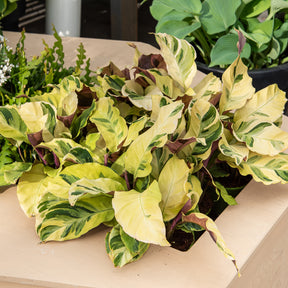 Korbmarante ‘Yellow Fusion’ - Willemse
