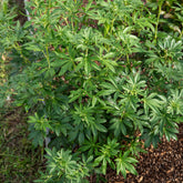 Mexikanische Orangenblume 'Greenfingers'® - Choisya ternata Greenfingers ® - Willemse