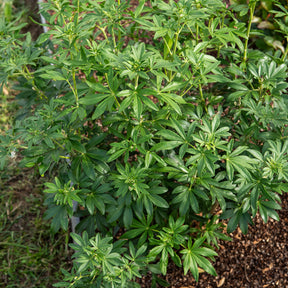 Mexikanische Orangenblume 'Greenfingers'® - Choisya ternata Greenfingers ® - Willemse