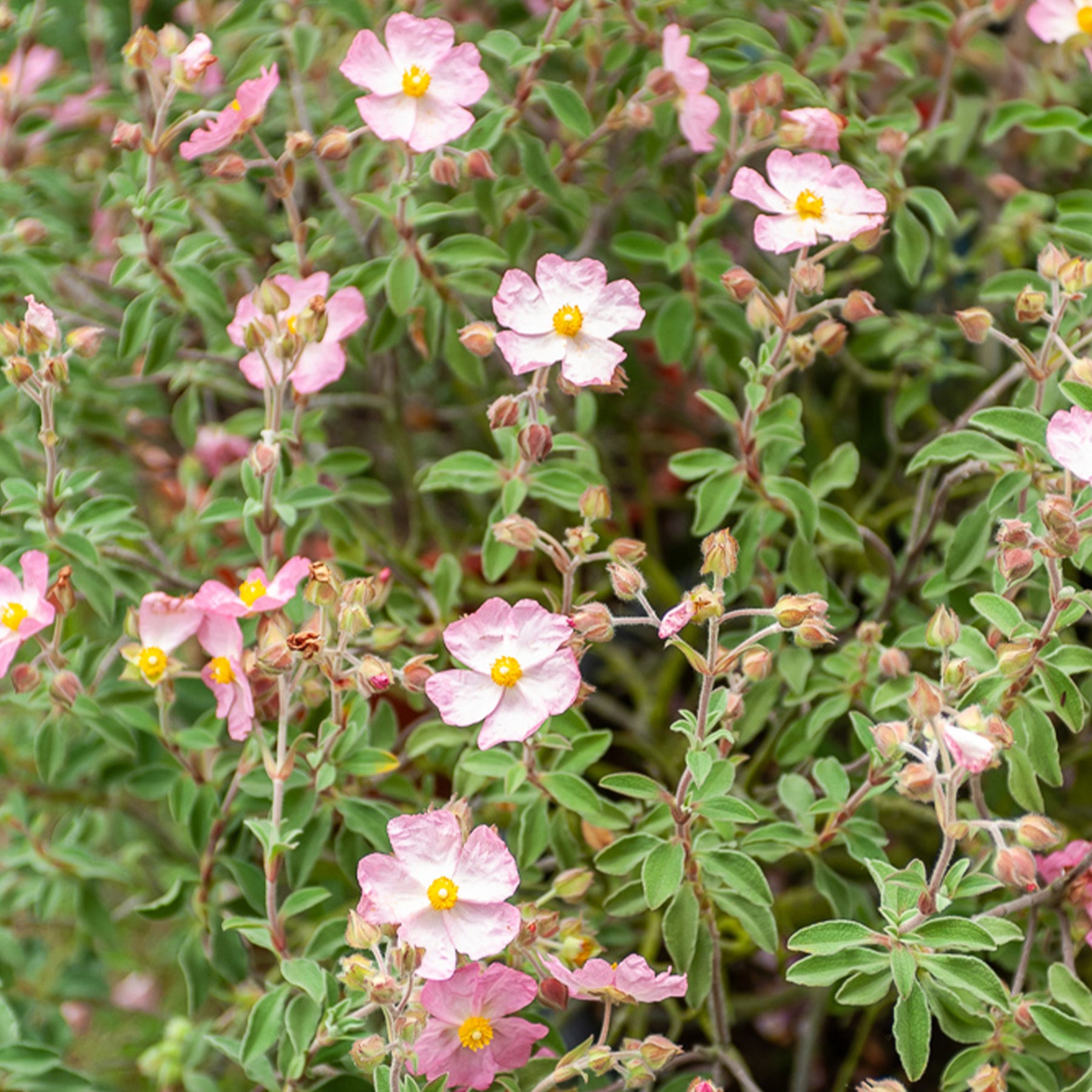 Zistrose Silver Pink - Cistus x argenteus Silver Pink - Willemse
