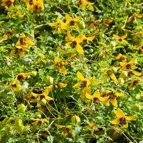 Waldrebe ‘Golden Tiara’® - Willemse