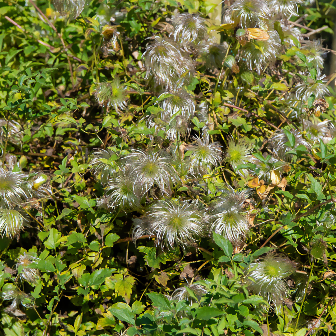 Waldrebe ‘Golden Tiara’® - Clematis tangutica Golden Tiara®Kugotia - Willemse