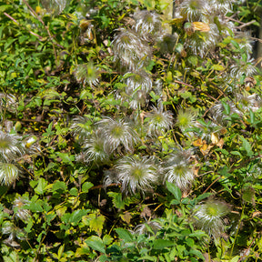 Waldrebe ‘Golden Tiara’® - Clematis tangutica Golden Tiara®Kugotia - Willemse