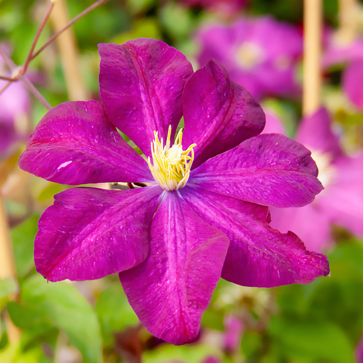 Verkauf Waldrebe 'Niobe - Clematis Niobe