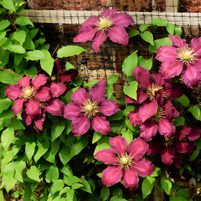 Waldrebe 'Niobe - Clematis Niobe - Willemse