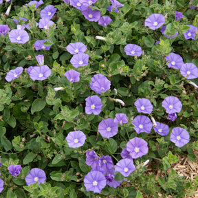 Mauretanische Winde New Blue® - Willemse