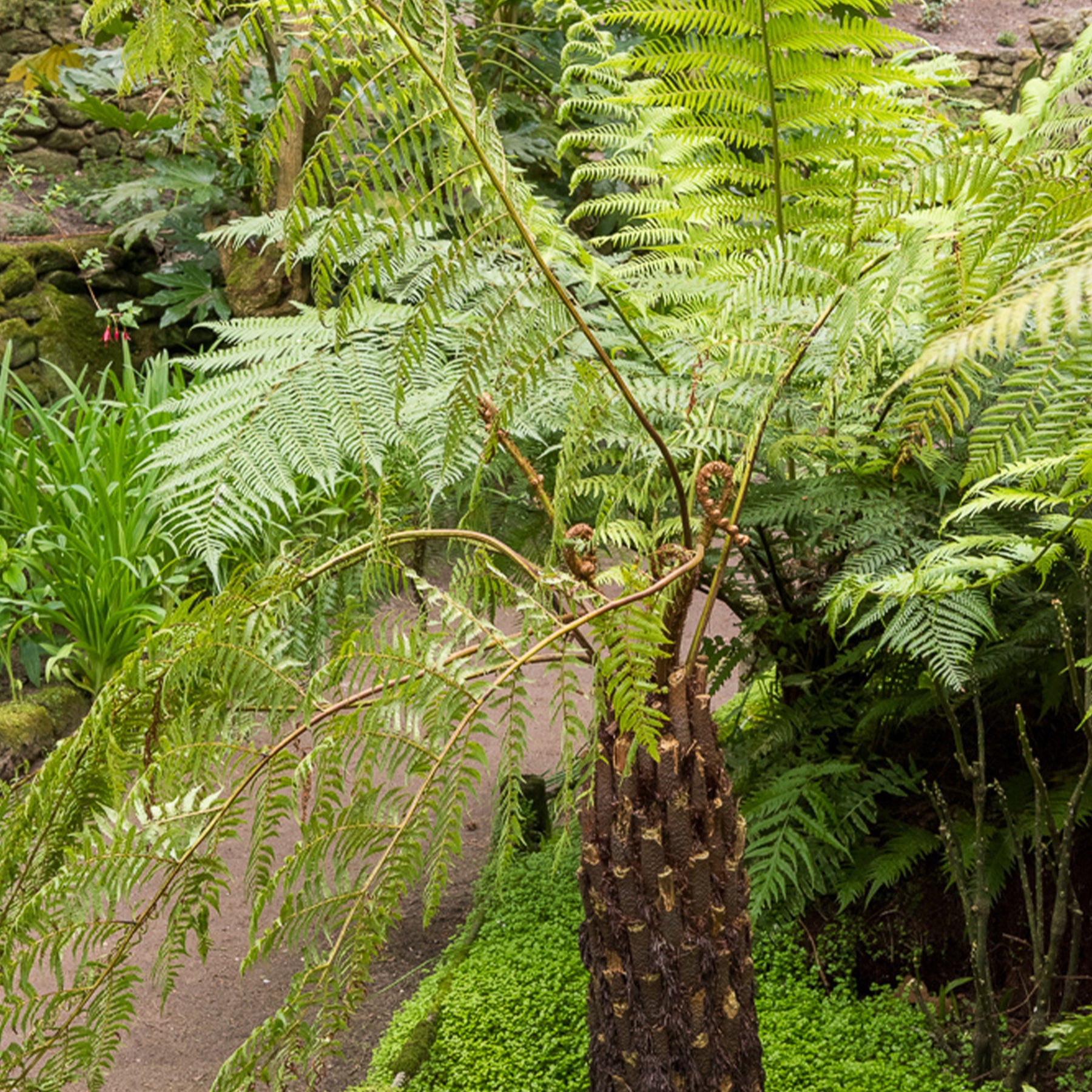 Cyathea australis - Baumfarn - Farne
