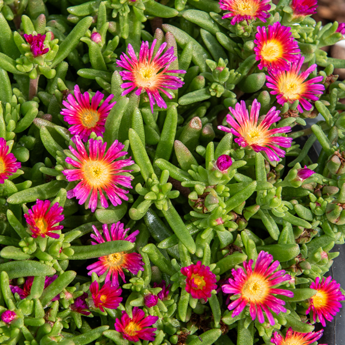 Delosperma Wheels of Wonder® Hot Pink - Delosperma HotPink Wonder®. - Delosperma - Mittagsblume