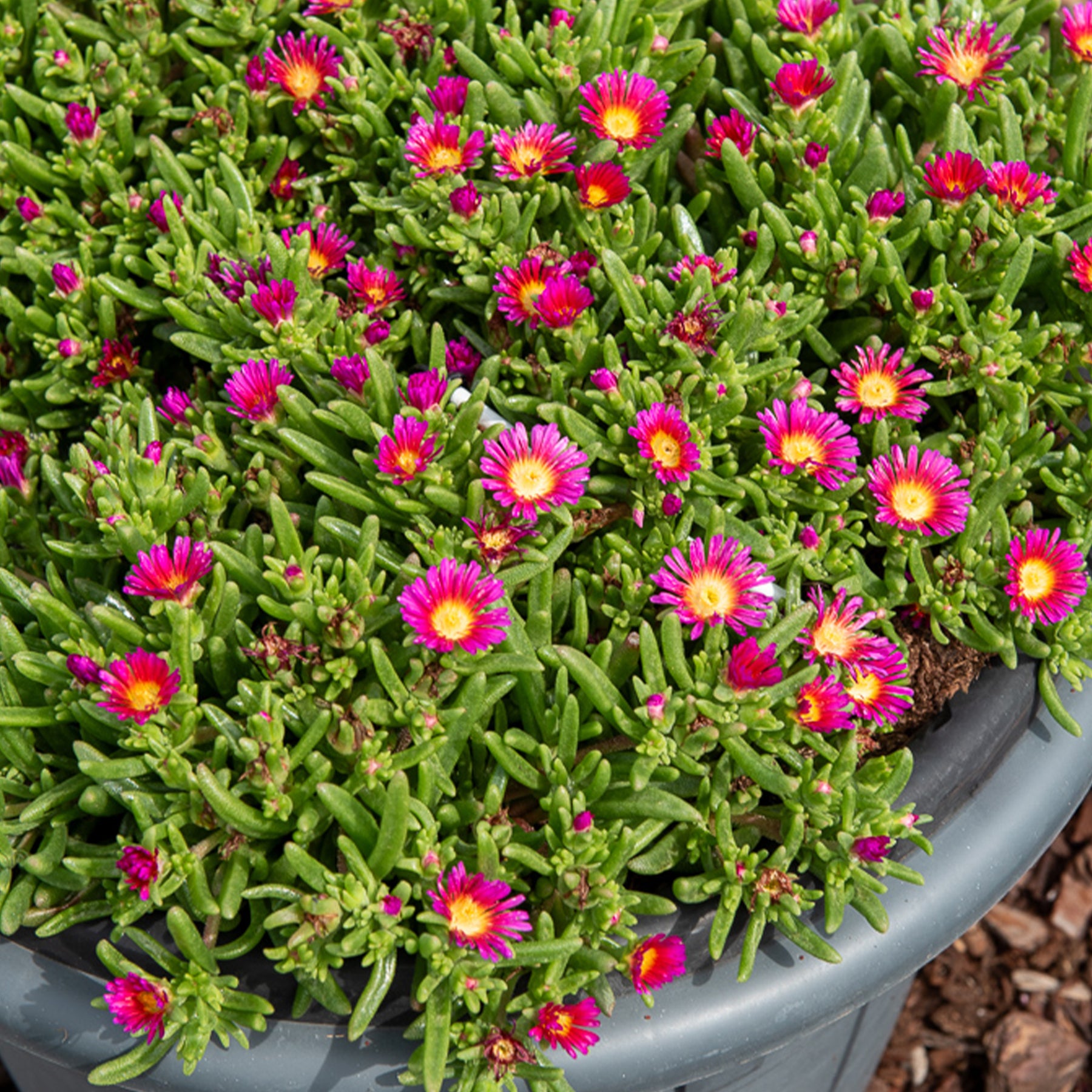 Mittagsblume 'Wheels of Wonder Hot Pink'® - Willemse