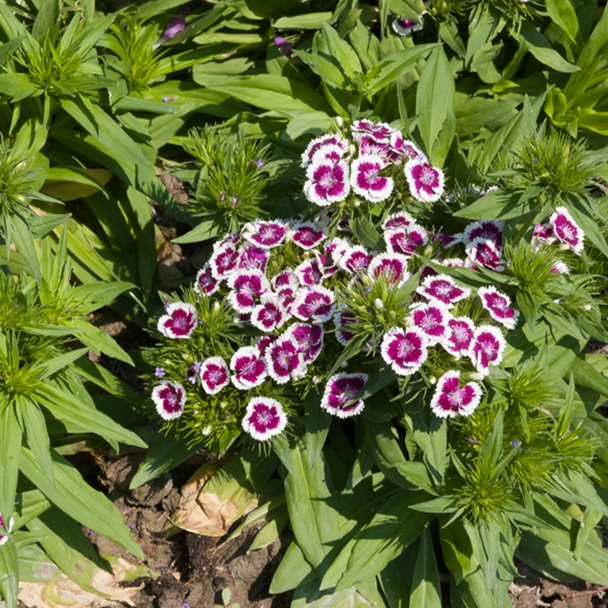 Bartnelke purple Picotee - Dianthus barbatus Barbarini Purple Picotee - Willemse