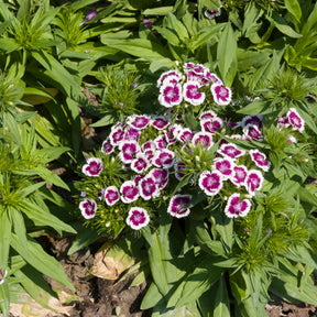 Bartnelke 'Barbarini Purple Picotee' - Dianthus barbatus Barbarini Purple Picotee - Willemse
