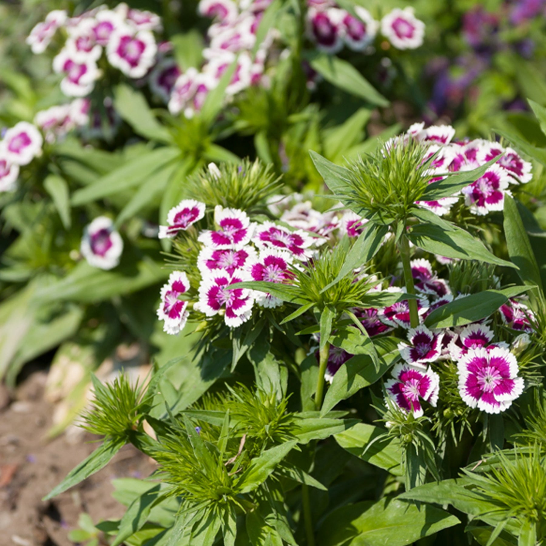 Bartnelke 'Barbarini Purple Picotee' - Willemse